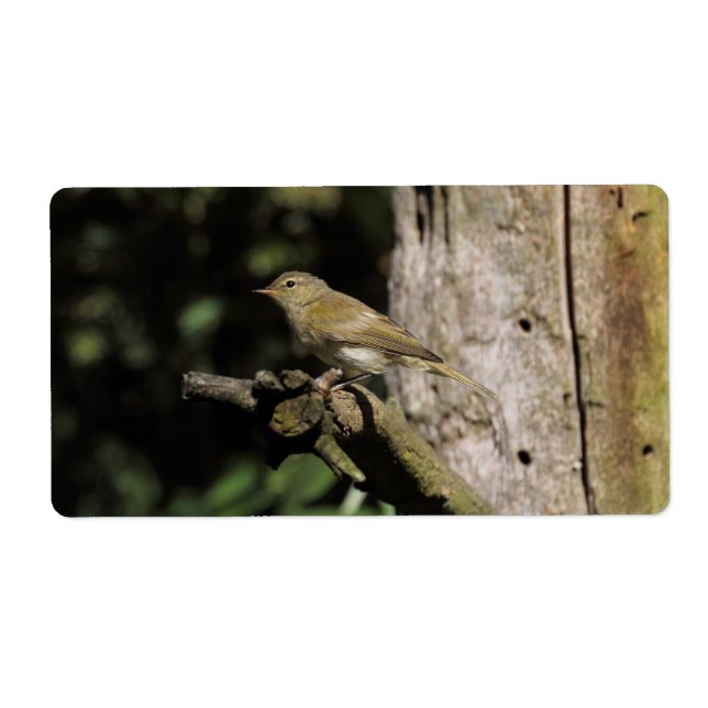 Phylloscopus collybita (Front)