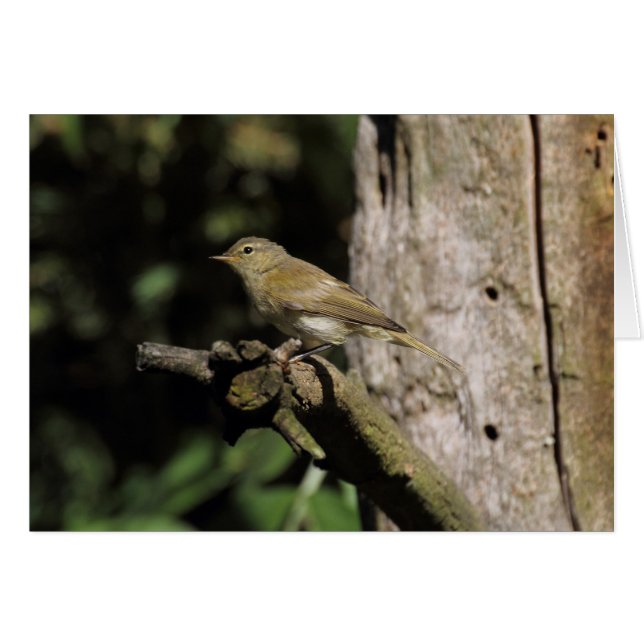 Phylloscopus collybita (Front Horizontal)