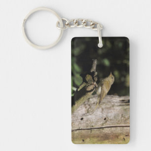 Phylloscopus collybita key ring