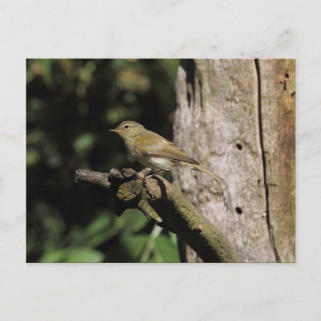 Phylloscopus collybita postcard (Front)
