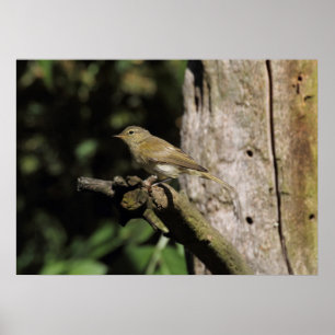 Phylloscopus collybita poster