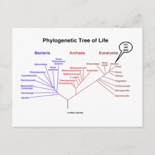 Phylogenetic Tree Of Life - You Are Here (Biology) Postcard