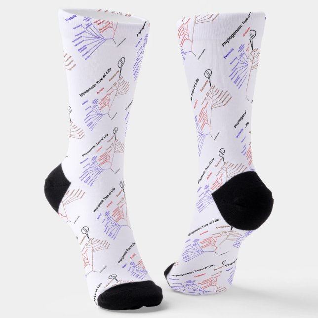 Phylogenetic Tree Of Life You Are Here Socks (Angled)