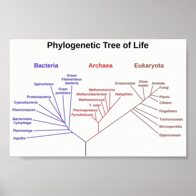 Phylogenetic Tree Poster (Front)
