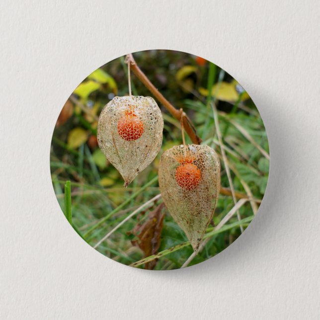 Physalis alkekengi Badge (Front)