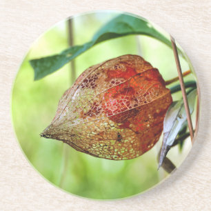 Physalis alkekengi coaster