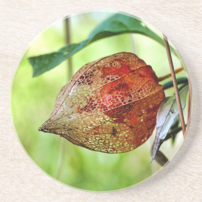 Physalis alkekengi coaster (Front)