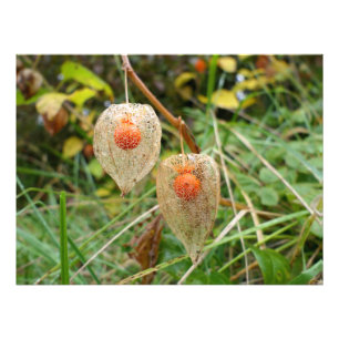 Physalis alkekengi photo print