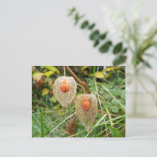 Physalis alkekengi postcard