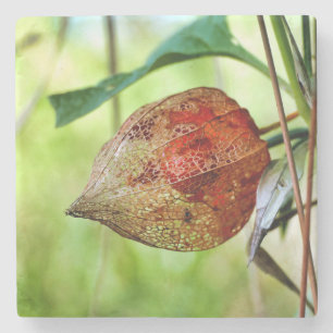 Physalis alkekengi stone coaster