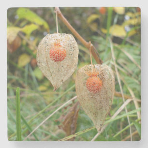 Physalis alkekengi stone coaster