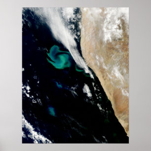 Phyto Bloom Aerial Poster