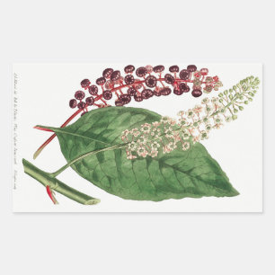 Phytolacca Decandra (American Pokeweed) (1806) Rectangular Sticker