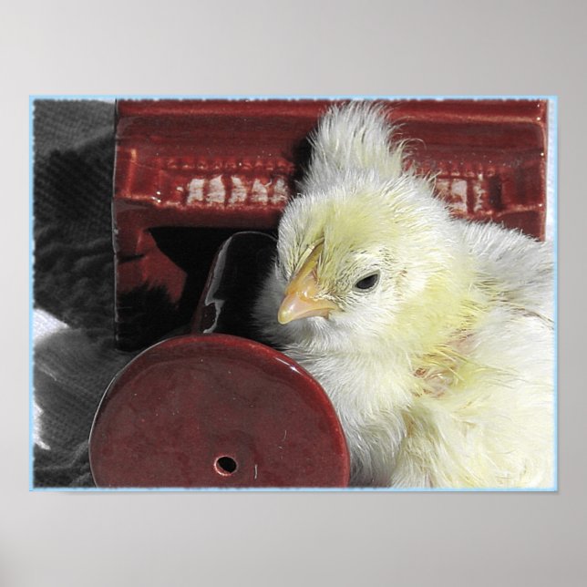 Piano Chick Poster (Front)