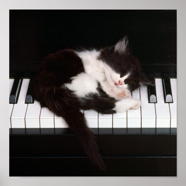 Piano Kitten Poster (Front)
