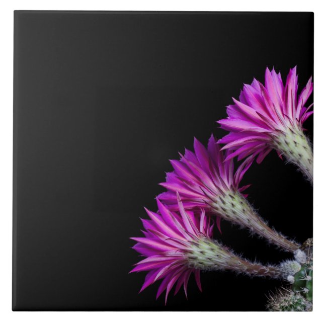 Piazza pink cactus blooms from all around ceramic tile (Front)