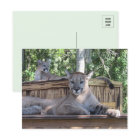 Pic of 11 month old Cougar Cubs Postcard 