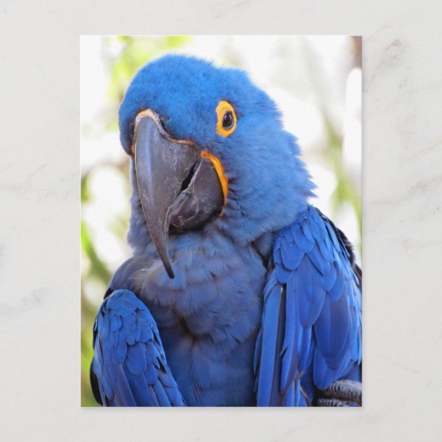 Pic of a Blue and Gold Macaw  Postcard (Front)