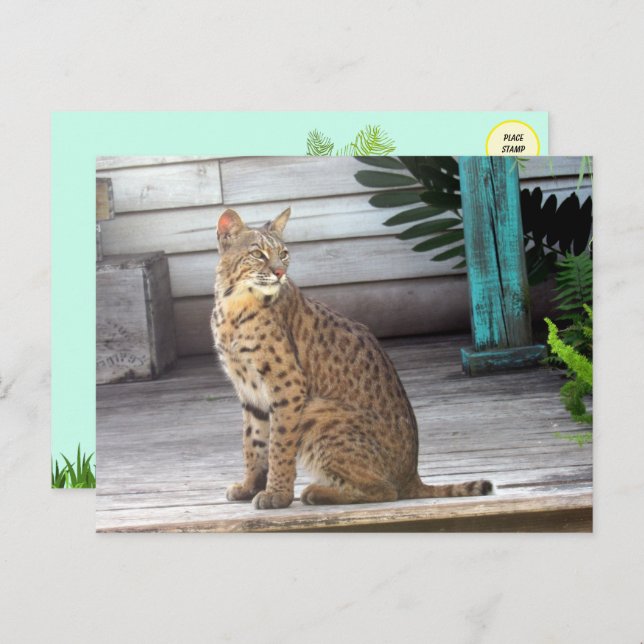 Pic of a Florida Bobcat Postcard (Front/Back)