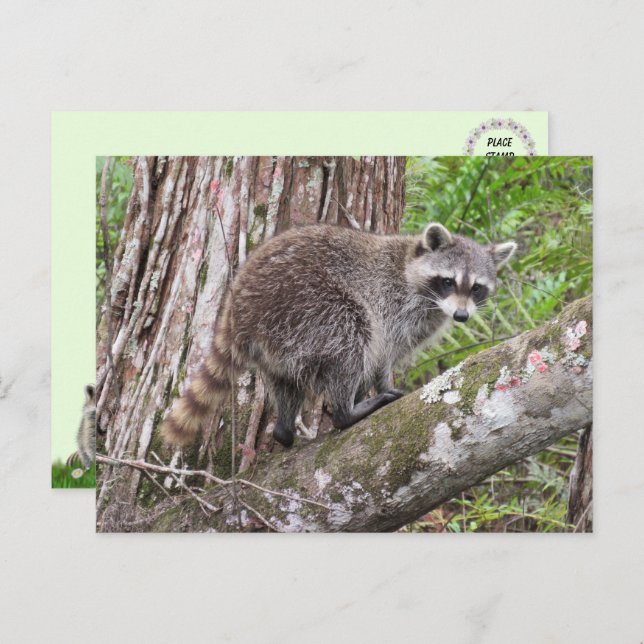 Pic of a Foraging Racoon Postcard (Front/Back)