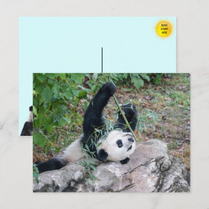 Pic of a Giant Panda Postcard