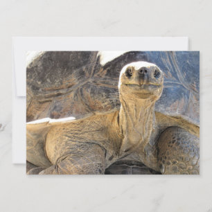 Pic of a Happy Tortiose - Flat Card