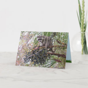 Pic of a Young Racoon Eating Berries Card