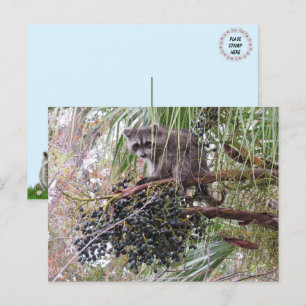 Pic of a Young Racoon Eating Berries Postcard