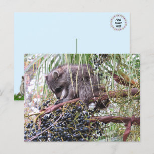 Pic of a Young Racoon Lunch Prayer Postcard