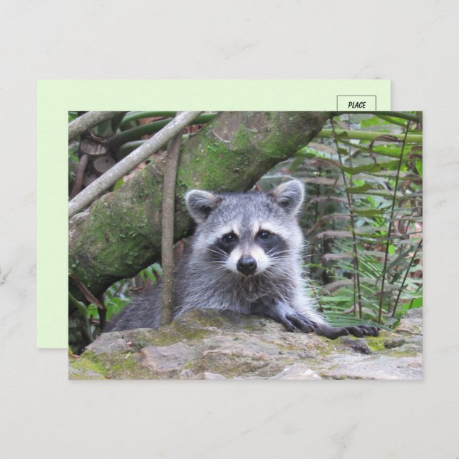 Pic of An Adorable Baby Racoon Postcard (Front/Back)