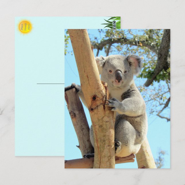Pic of Koala - Australian Wildlife Photography Postcard (Front/Back)