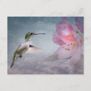 Picaflores Postcard