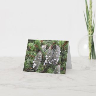 Picea rubens, red spruce holiday card