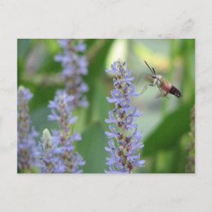 Pickerel and Moth Postcard