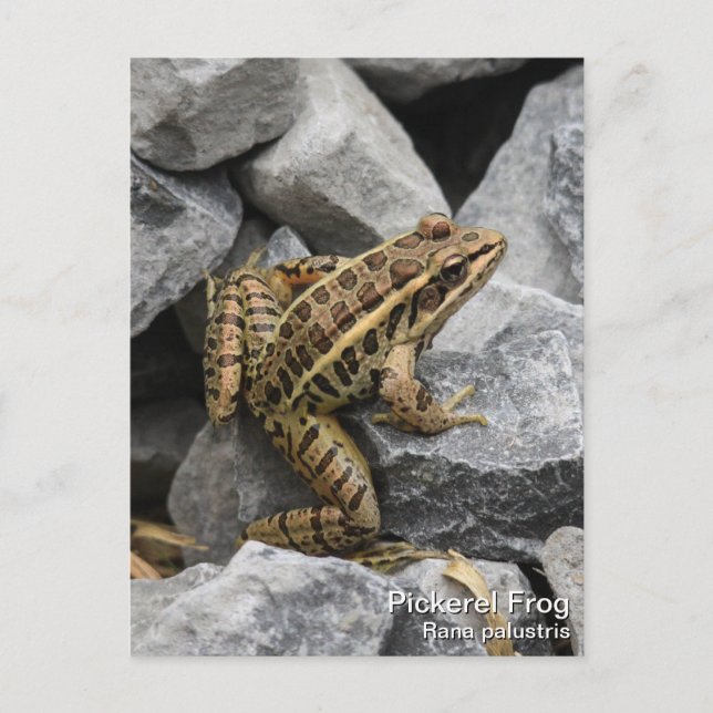 Pickerel Frog Postcard (Front)