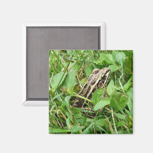Pickerel Frog Sitting in Grass Magnet