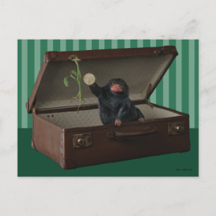 Pickett & Teddy in Briefcase Postcard