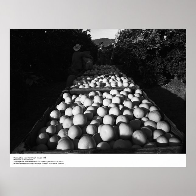 Picking Citrus, January 1956 by Ansel Adams Poster (Front)