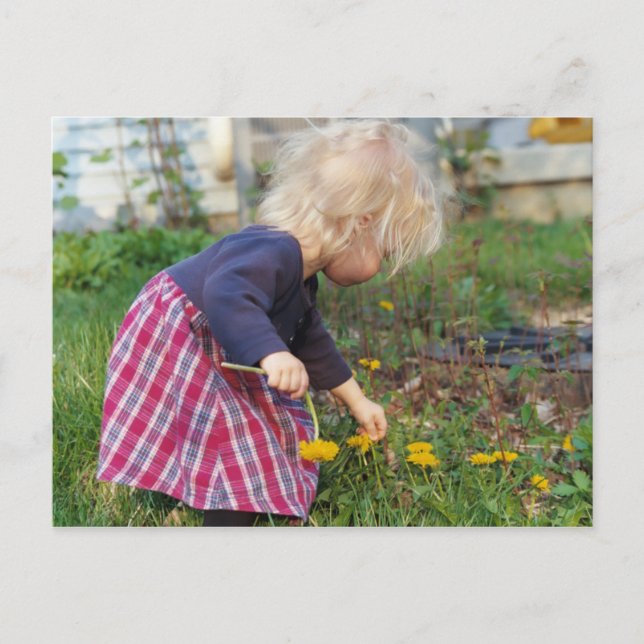 Picking Dandelions Postcard (Front)