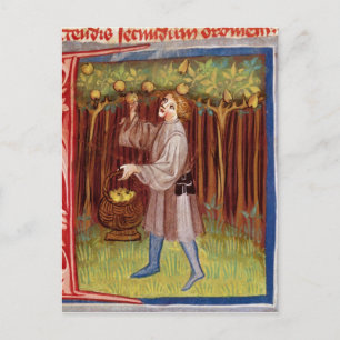 Picking fruit postcard