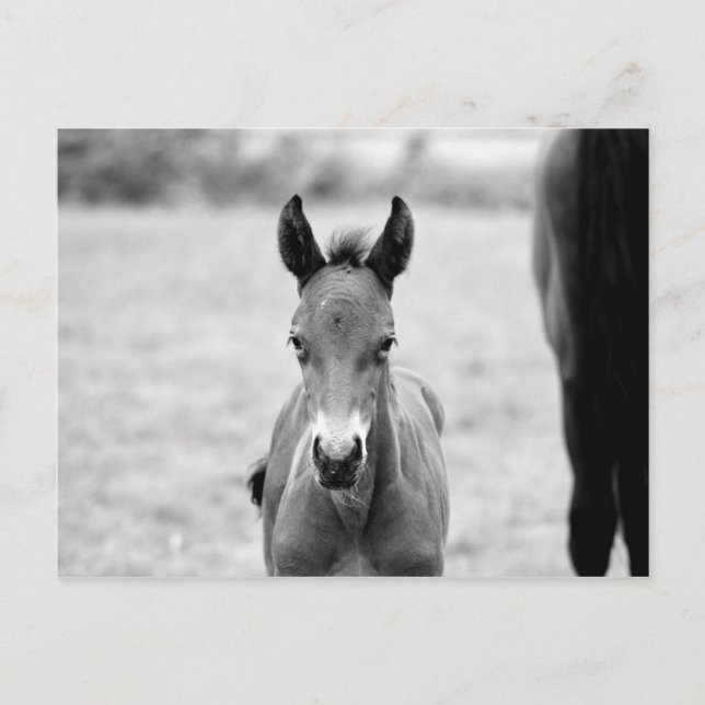 Pickle the Foal Postcard (Front)