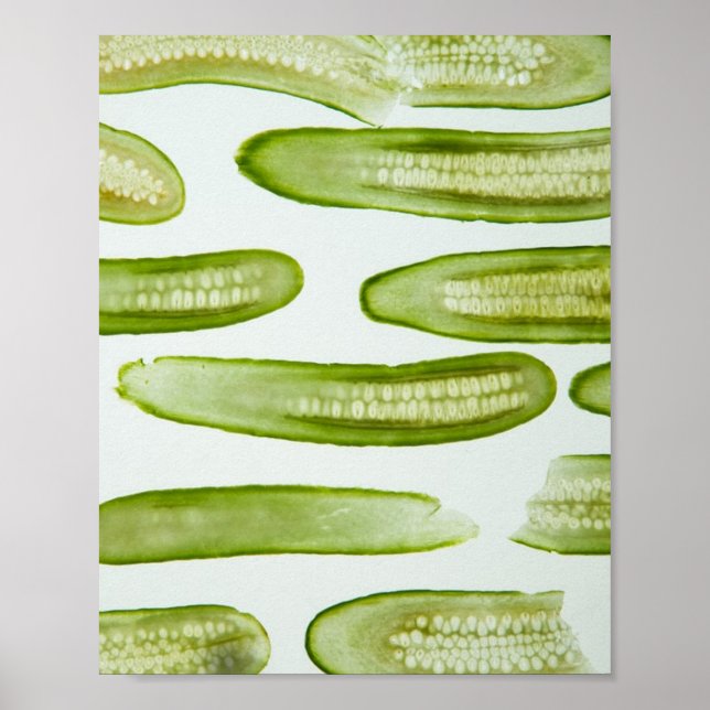 Pickles Green Poster (Front)