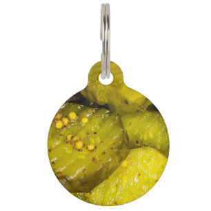 Pickles Pet Tag