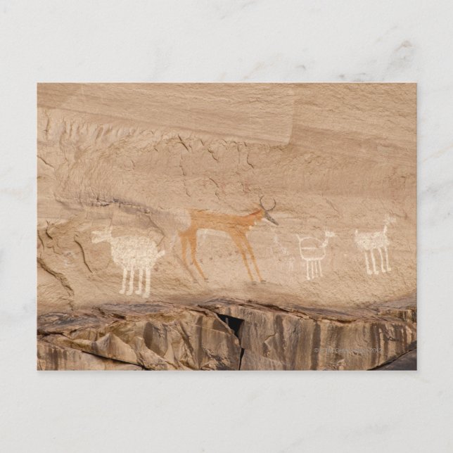 Pictographs of antelope, sheep and goats on postcard (Front)