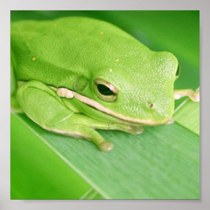Picture of a Tree Frog Poster