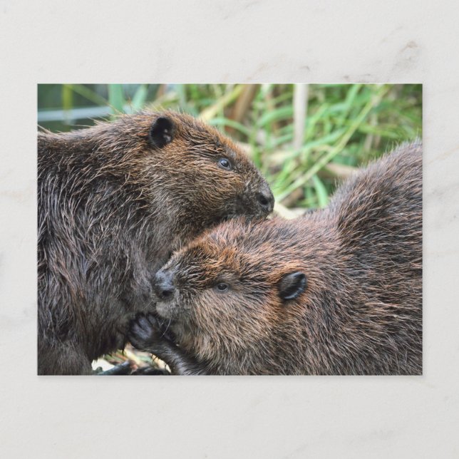 Picture of Beavers Grooming Postcard (Front)