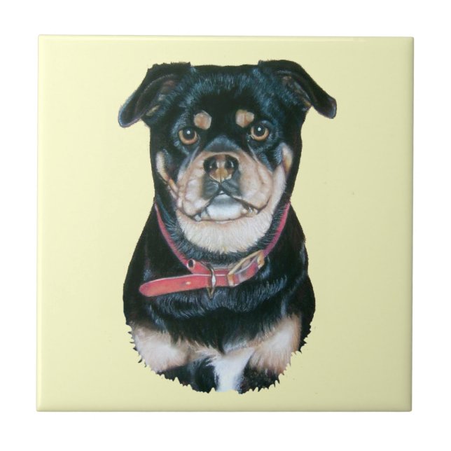 picture of black and tan pug dog portrait ceramic tile (Front)