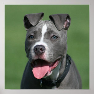 Picture of Blue Pitbull Puppy Poster