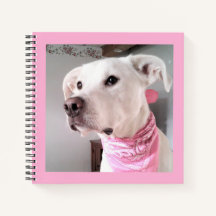 Picture of Cute White Puppy Dog Wearing Pink Scarf