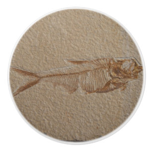 Picture of Fish Fossil Sandstone Ceramic Knob